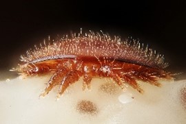 L’attribut alt de cette image est vide, son nom de fichier est varroa01.jpg.